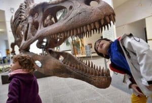 Tyrannosaur teeth