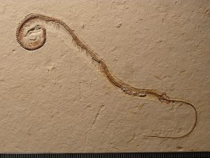This fossil of a four legged snake shows the evolution of snakes from lizards