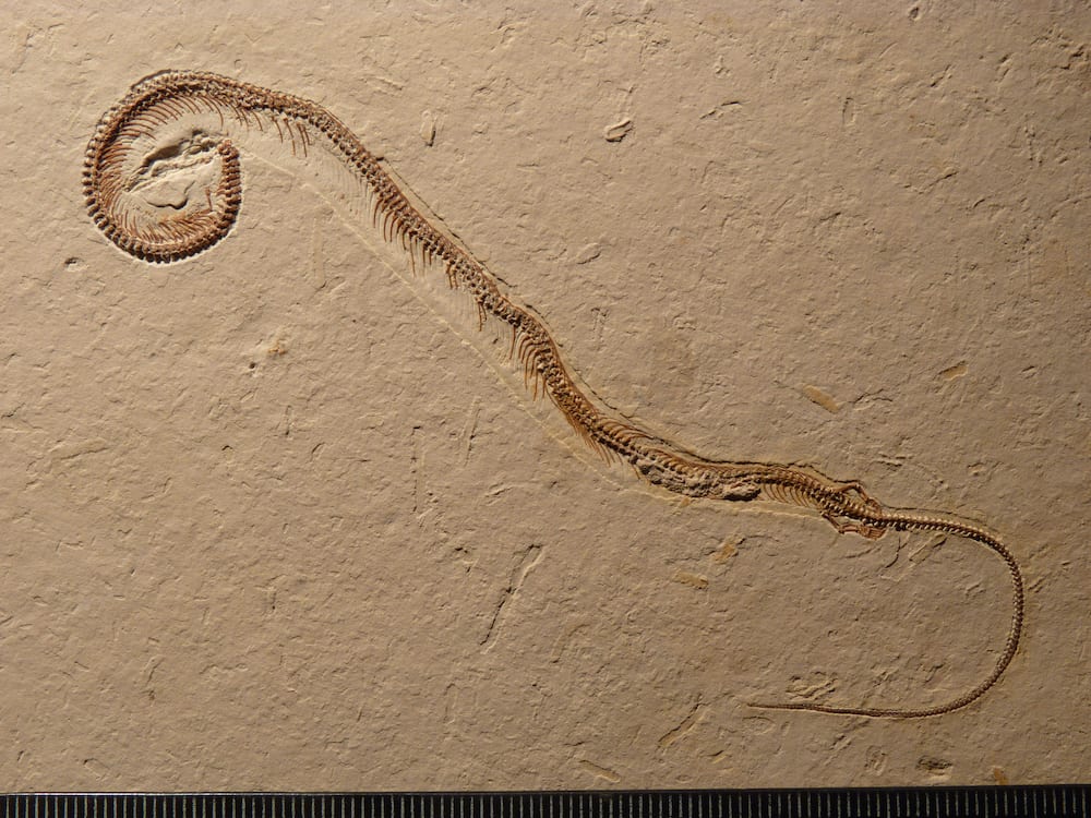 This fossil of a four legged snake shows an evolutionary step from lizards to snakes