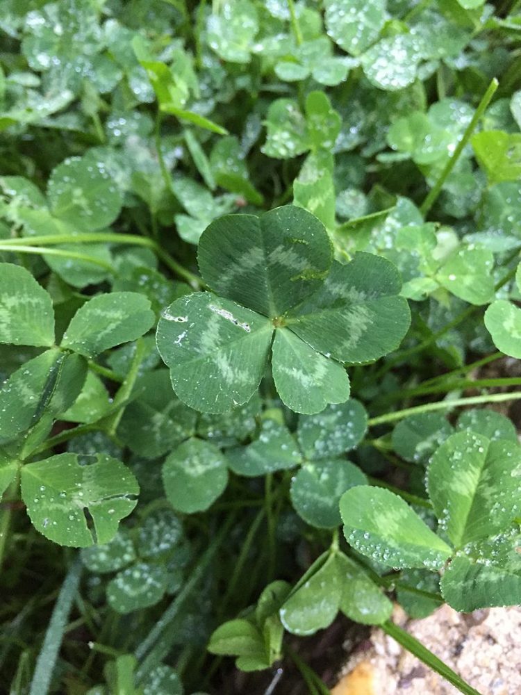 growing clover seeds st pattys science wikicommons