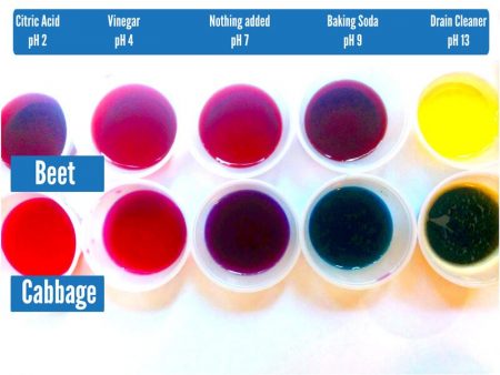 natural pH indicator, comparing color pH scale of cabbage and beetroot pH indicators
