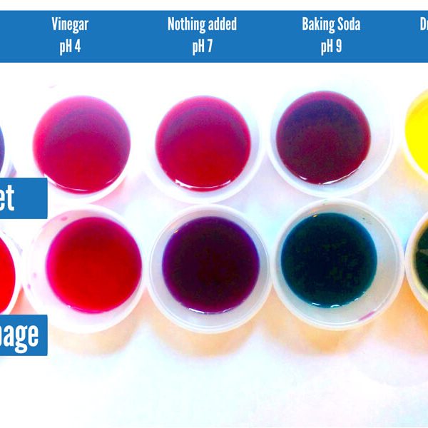 natural pH indicator, comparing color pH scale of cabbage and beetroot pH indicators