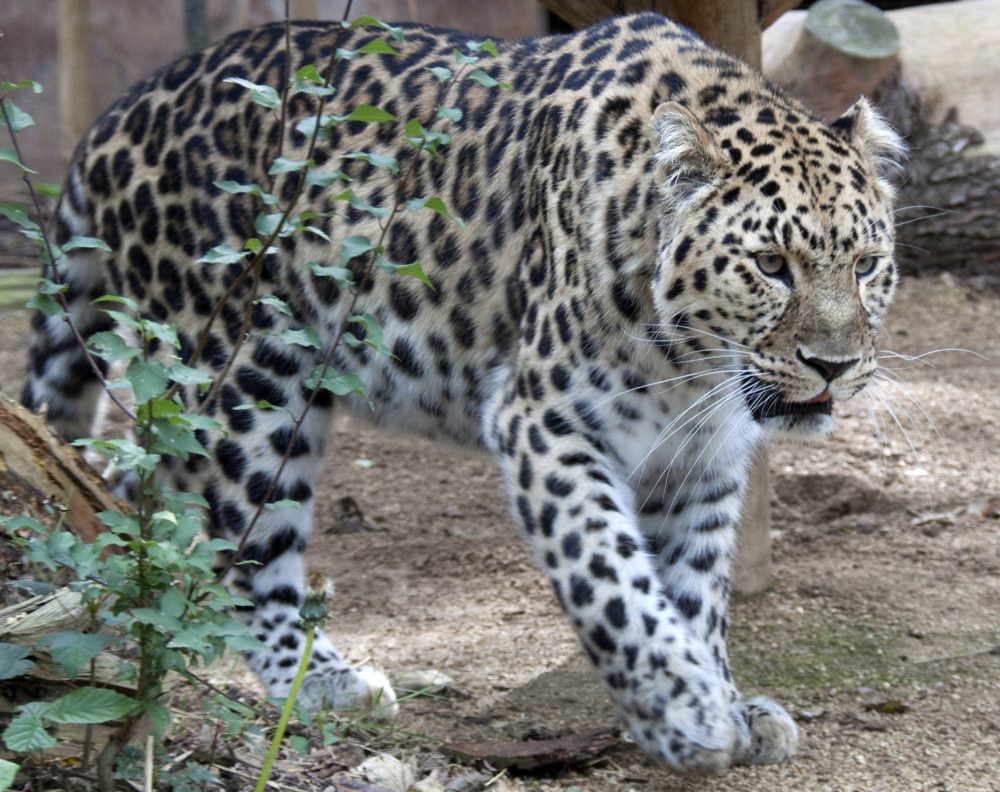 Amur_Leopard_3 wikicommons