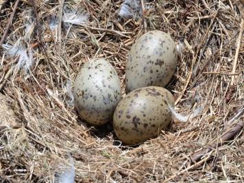 Dinosaur eggs in your backyard - Rosie Research