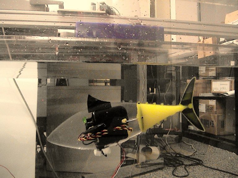 robotic fish experiment