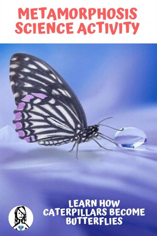 butterfly on purple background describing metamorphosis science as a kids science activity