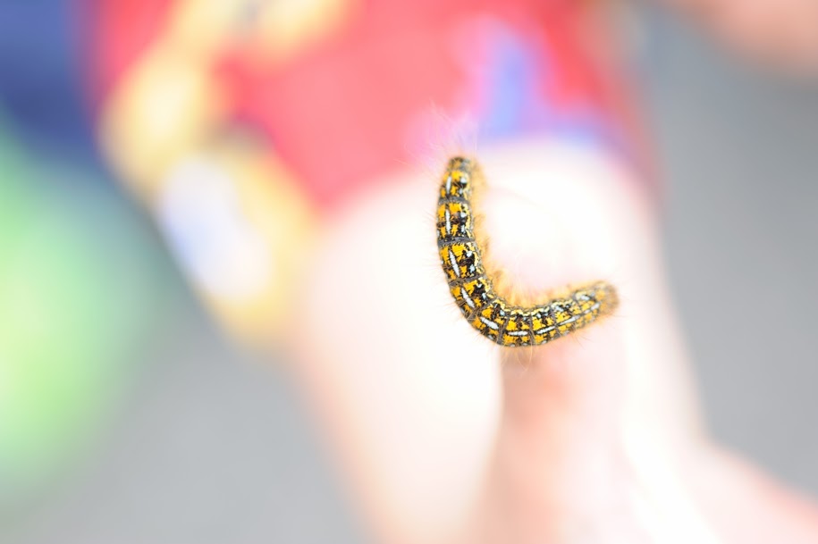 A caterpillar on a finger. Caterpillars go through metamorphosis to become butterflies. A great kids science activity