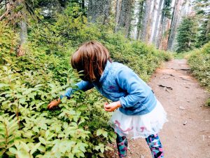 sinopah ferry edible plants at glacier national park things to do